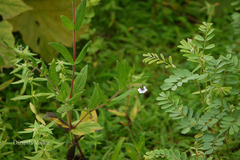 Trichodesma inaequale